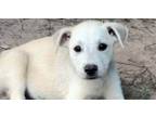 Adopt Boomer (PowerPuff Girls Theme) a Labrador Retriever