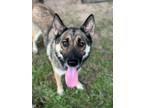 Adopt Penny Puff a German Shepherd Dog