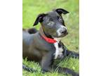 Adopt Blossom (PowerPuff Girls Theme) a Labrador Retriever