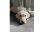 Adopt Lilly a Labrador Retriever, Great Pyrenees