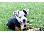 Adopt Posie a Mixed Breed