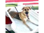 Adopt Memphis a German Shepherd Dog