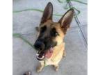 Adopt Sloan a German Shepherd Dog