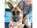 Adopt Star a German Shepherd Dog