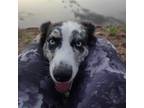 Adopt Gertrude a Australian Shepherd