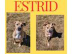 Adopt Estrid a Pit Bull Terrier