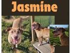 Adopt Jasmine a Shepherd, Mixed Breed
