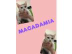 Adopt Macadamia a Domestic Short Hair