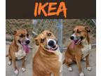 Adopt Ikea a Pit Bull Terrier, Hound