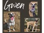 Adopt Gwennie a Hound