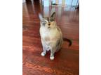 Adopt Mittens (senior) a Domestic Medium Hair