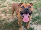 Adopt Titan a Pit Bull Terrier, Boxer