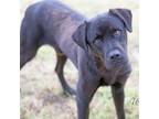 Adopt Tub a Labrador Retriever