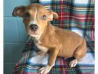 Adopt Ricky a Pit Bull Terrier, Mixed Breed