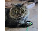 Adopt Conley a Domestic Medium Hair