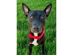 Adopt Buddy - Courtesy Post a Labrador Retriever, Shepherd