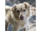 Adopt BANTER a Pomeranian