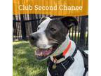 Adopt Colonel Chance a Pointer, Pit Bull Terrier