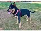 Adopt Monty a Jindo, Australian Cattle Dog / Blue Heeler