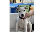 Adopt Cooper a Pit Bull Terrier