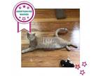 Adopt Baby Boy a Domestic Short Hair