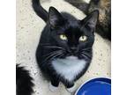 Adopt Fritz a Domestic Short Hair