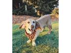 Adopt Boscoe a Basset Hound, Labrador Retriever
