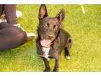 Adopt Radar a Shiba Inu, Mixed Breed