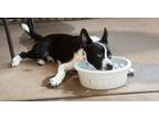 Adopt Compass a Shiba Inu, Mixed Breed