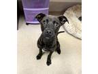Adopt Ozuna a Pit Bull Terrier, Labrador Retriever