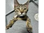 Adopt Dave the Magical Cheese Wizard a Domestic Short Hair