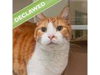 Adopt Stripes a Domestic Short Hair