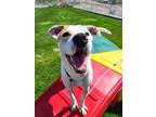 Adopt Jerry 37858 a Pointer