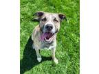 Adopt Hunter 42140 a Boxer, Australian Cattle Dog / Blue Heeler