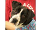 Adopt Barklie 23875 a Labrador Retriever, Pit Bull Terrier