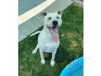 Adopt Charlie 39937 a Pit Bull Terrier