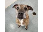 Adopt Aries a Pit Bull Terrier