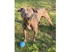 Adopt Josiah a Pit Bull Terrier, Mixed Breed