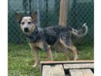 Adopt Huey a Australian Cattle Dog / Blue Heeler