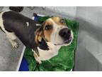 Adopt Bobbie a Coonhound