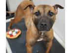 Adopt Presh a Pit Bull Terrier, Mixed Breed