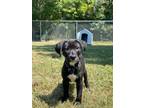 Adopt Elias a Pit Bull Terrier, Mixed Breed