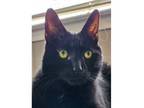 Adopt Cole a Domestic Short Hair