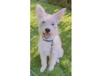 Adopt Romeo a Wirehaired Terrier
