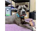 Adopt Patton a American Staffordshire Terrier