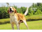 Adopt Chester a Hound