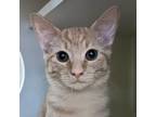 Adopt Lenny a Domestic Short Hair