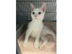 Adopt Randy a American Shorthair