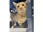 Adopt Chance a American Shorthair