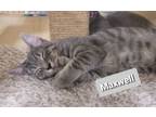 Adopt Maxwell a Tabby